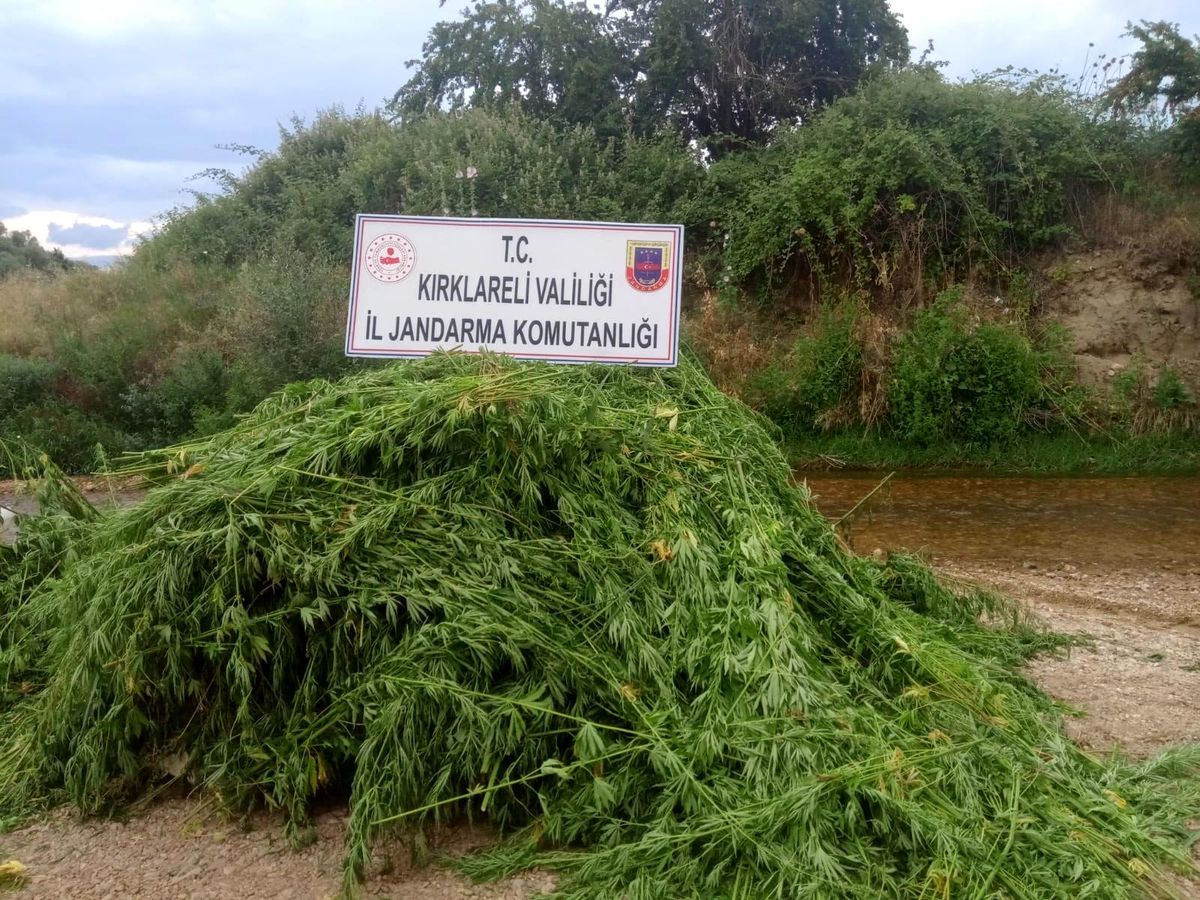 Kırklareli\'nde 231 bin kök kenevir imha edildi