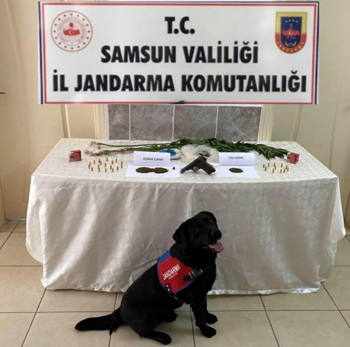 Salıpazarı\'nda 68 kök kenevir bitkisi ele geçirildi