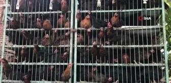 Yüzde 50 hibeli tavuk desteği, çiftçilerin yüzünü güldürdü