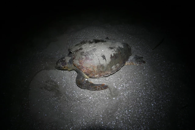 Akyatan Sahili deniz kaplumbağalarına yuva oluyor