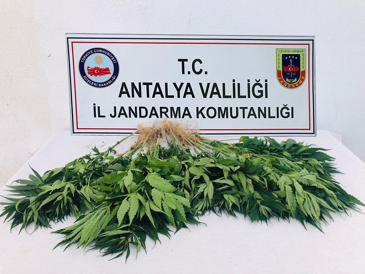 Akseki\'de jandarma ekiplerince 22 kök Hint keneviri ele geçirildi