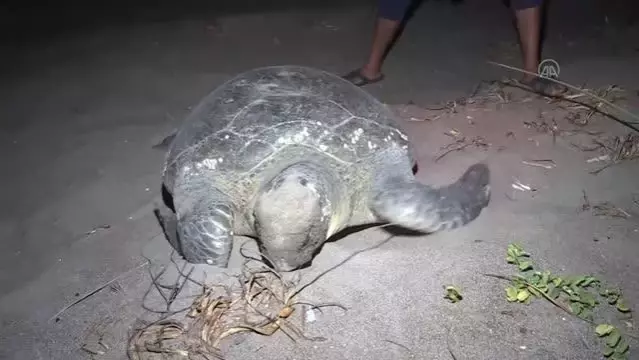 Akyatan Sahili deniz kaplumbağalarına yuva oluyor