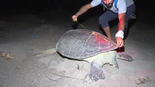 Akyatan Sahili deniz kaplumbağalarına yuva oluyor