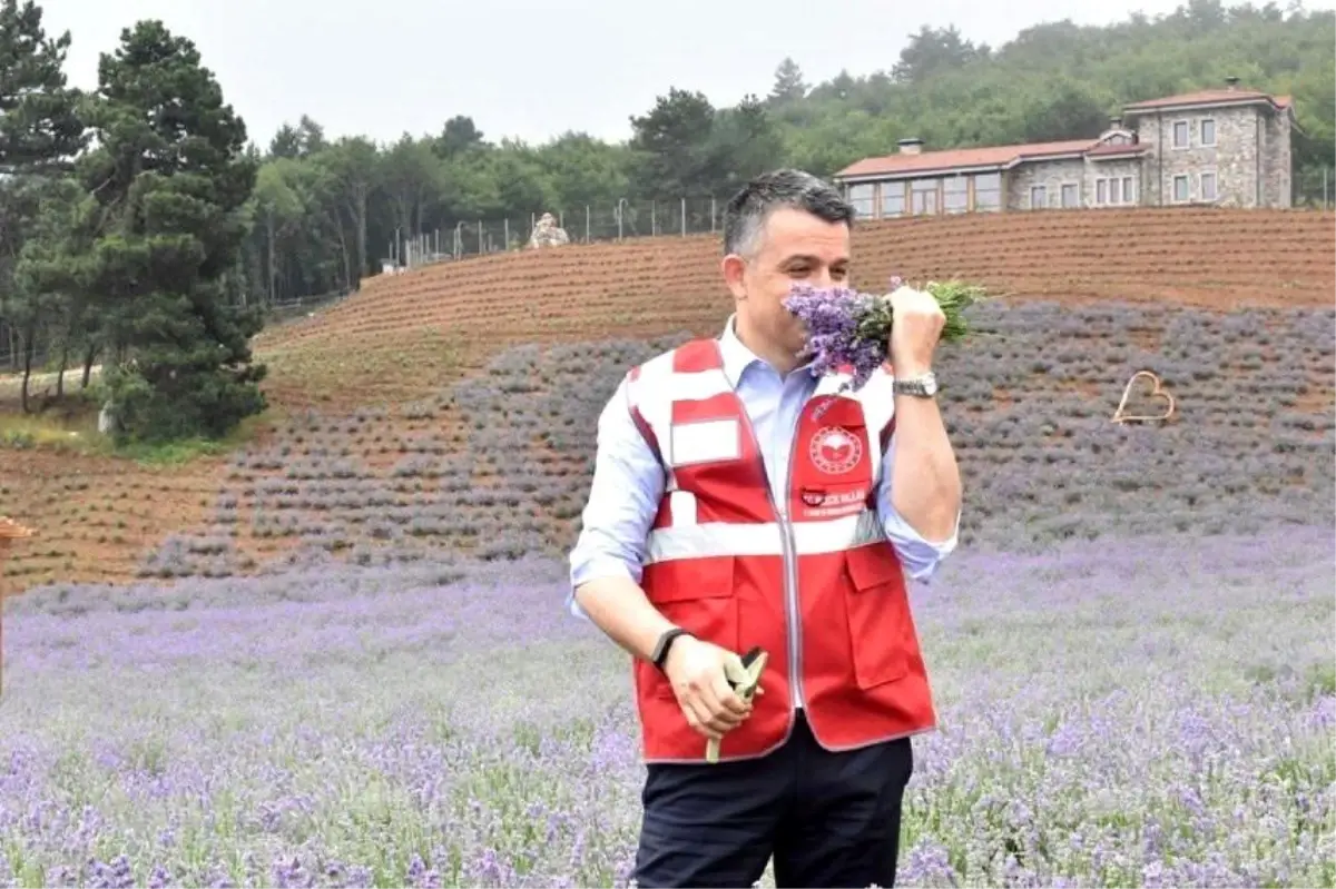 Bakan Pakdemirli son 3 yılın lavanta üretimi ve ihracat rakamlarını açıkladı