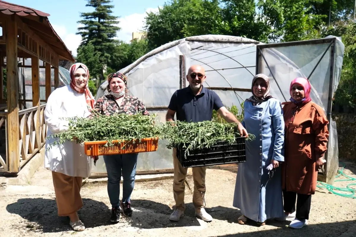 Giresun\'da şeker otu olarak bilinen \'Stevia\' hasadı yüz güldürdü