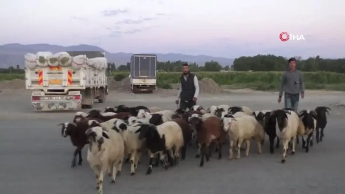 Hayvan pazarında Kurban Bayramı hareketliliği başladı