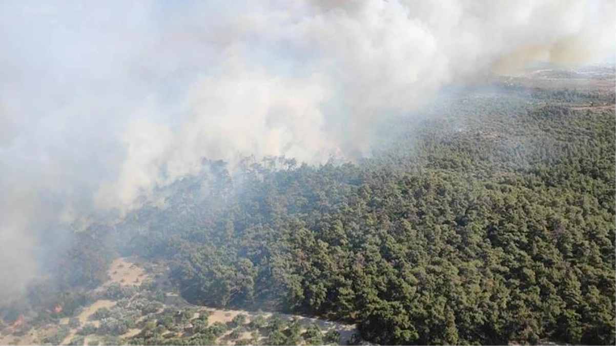 İzmir Foça\'da orman yangını! Ekipler havadan ve karadan müdahale ediyor