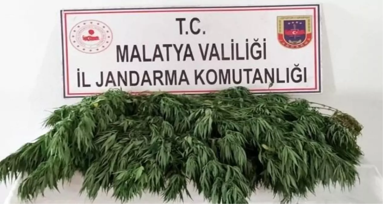 Jandarma, kenevir yetiştiricilerine göz açtırmıyor