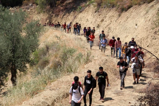 Ormanlık alanda 74 düzensiz göçmen yakalandı