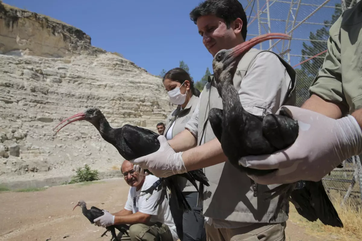 Koruma altındaki kelaynaklar yeniden göç yollarına düştü