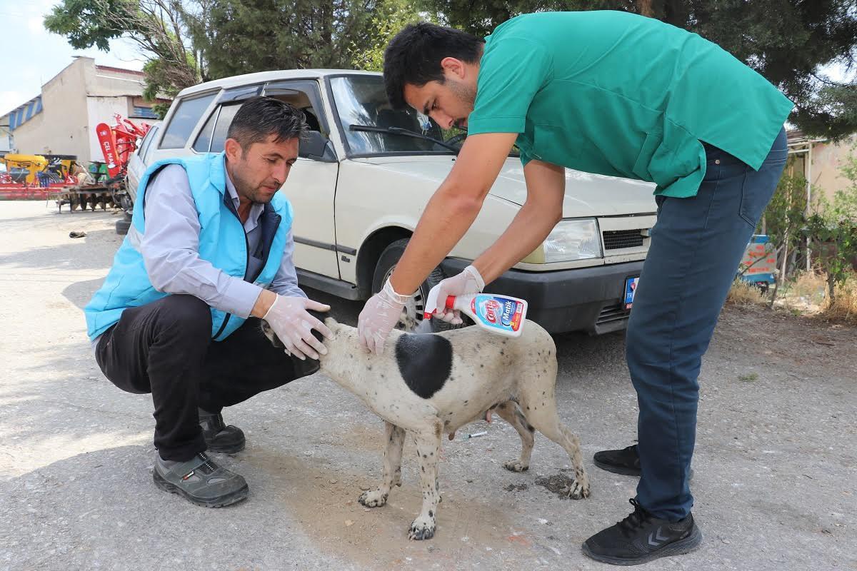 Kula Belediyesi sokak hayvanlarının sağlığı için çalışıyor