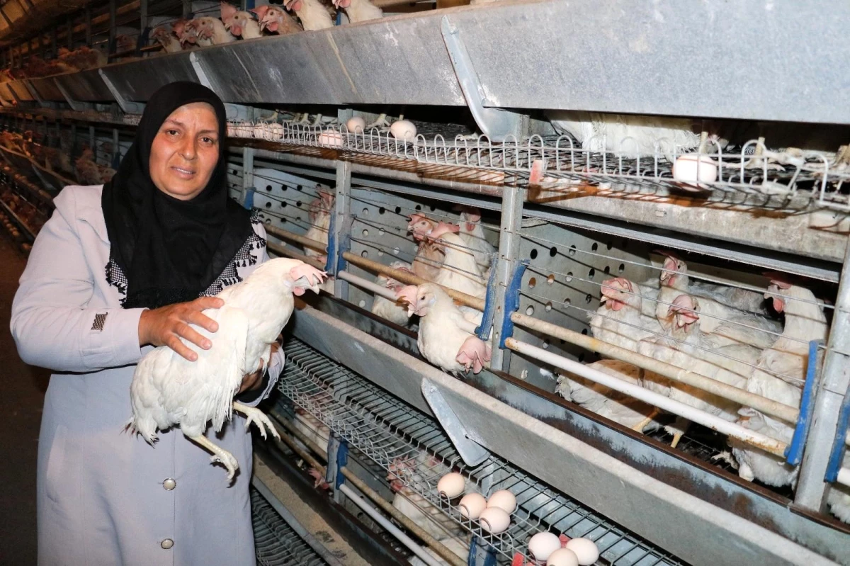 Tarım ve Orman Bakanı Bekir Pakdemirli, tavukları telef olan kadın girişimciye verdiği sözü tuttu