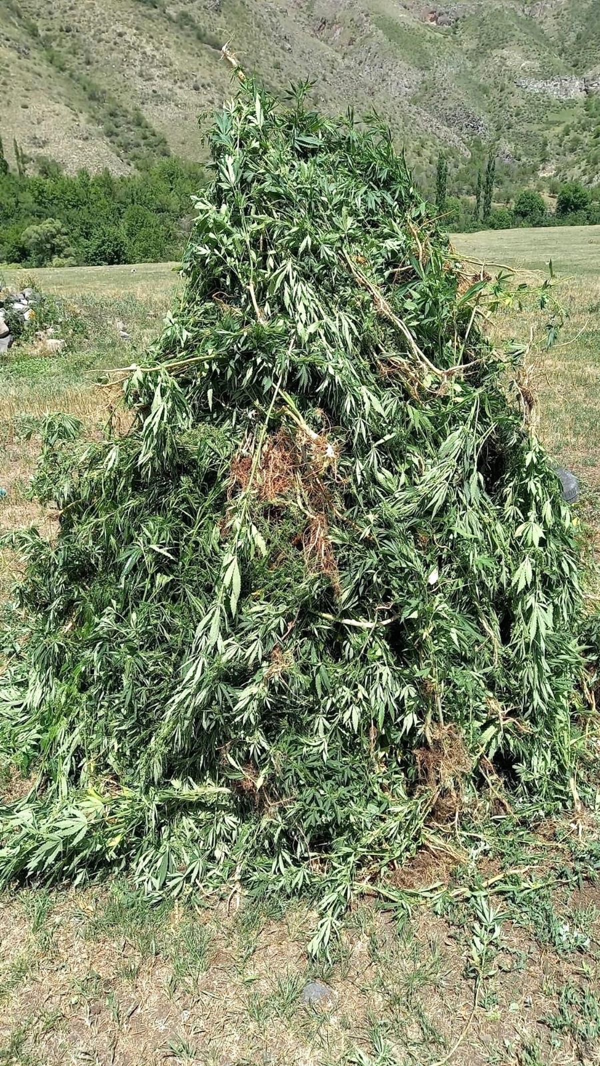 25 bin 600 kök kenevir imha edildi
