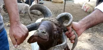 5 boynuzlu kurbanlık koç alıcısını bekliyor