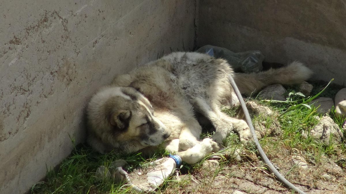 Afyonkarahisar\'da su kanalına düşen köpeği itfaiye ekipleri kurtardı