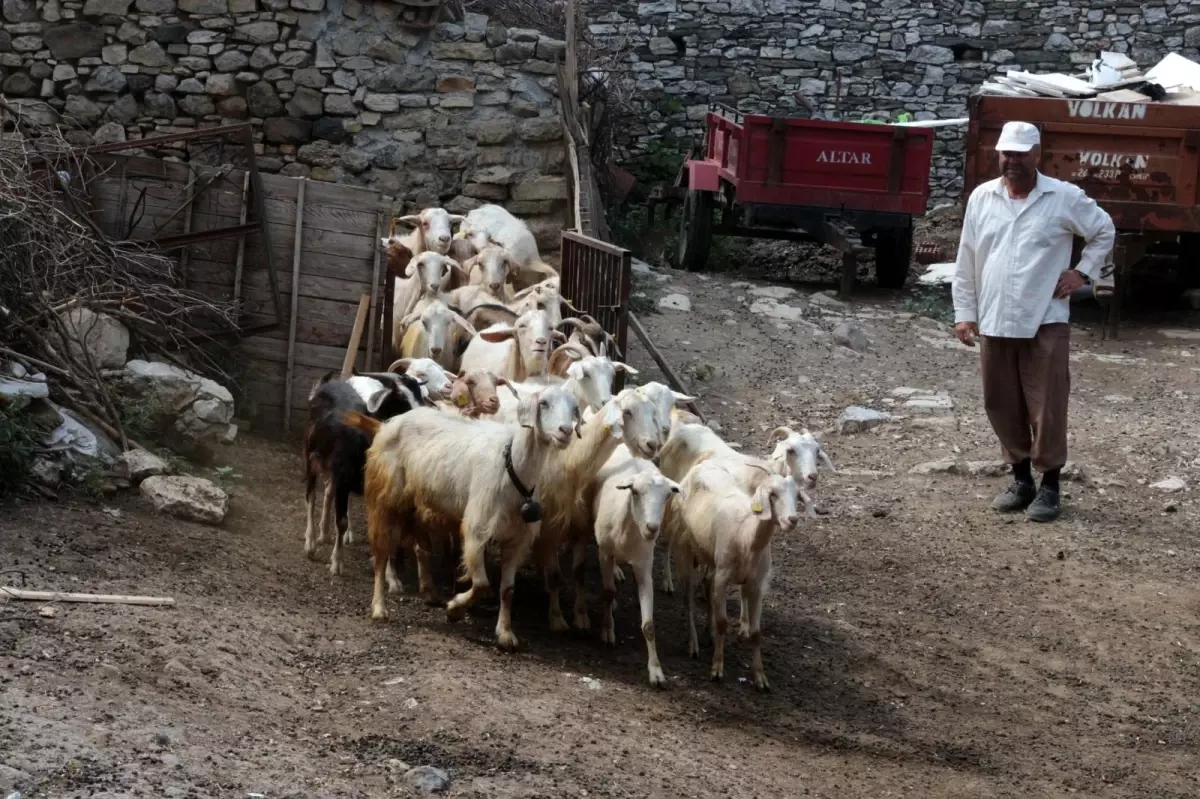 Bu keçi diğerlerinden çok farklı