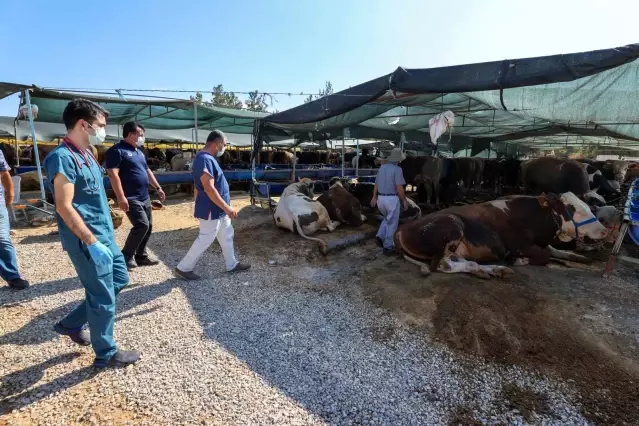 Buca Belediyesi ekipleri kurbanlık denetimi için sahaya indi