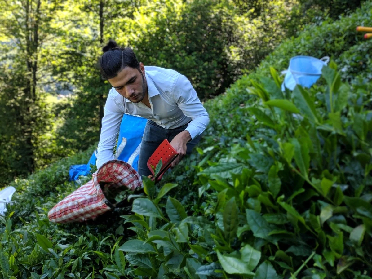 ÇAYKUR 2. sürgün yaş çay kampanyasının ilk gününde bin ton yaş çay aldı