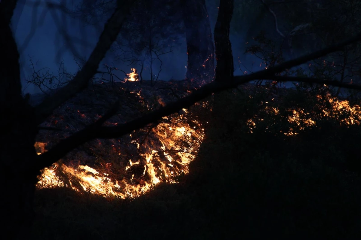 İzmir\'de ormanlık alanda yangın