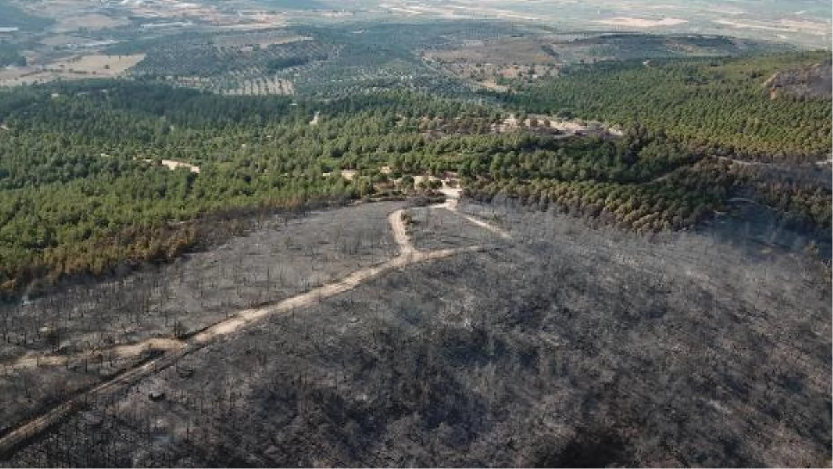Son dakika haberleri | Foça\'daki yangında 30 hektar ormanlık alan zarar gördü