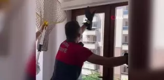 Isparta'da eve giren yarasayı itfaiye çıkardı