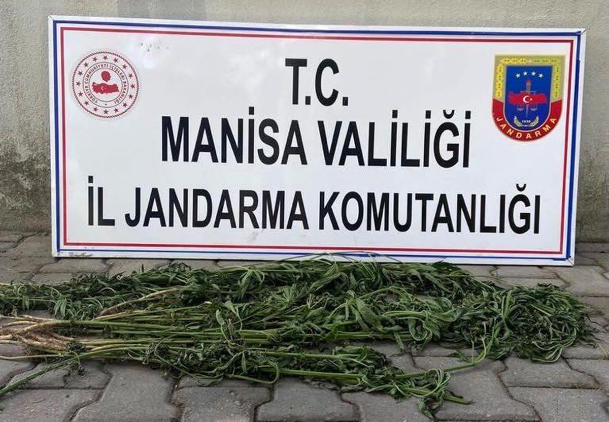 Son dakika haberi | Manisa\'da kenevir operasyonu