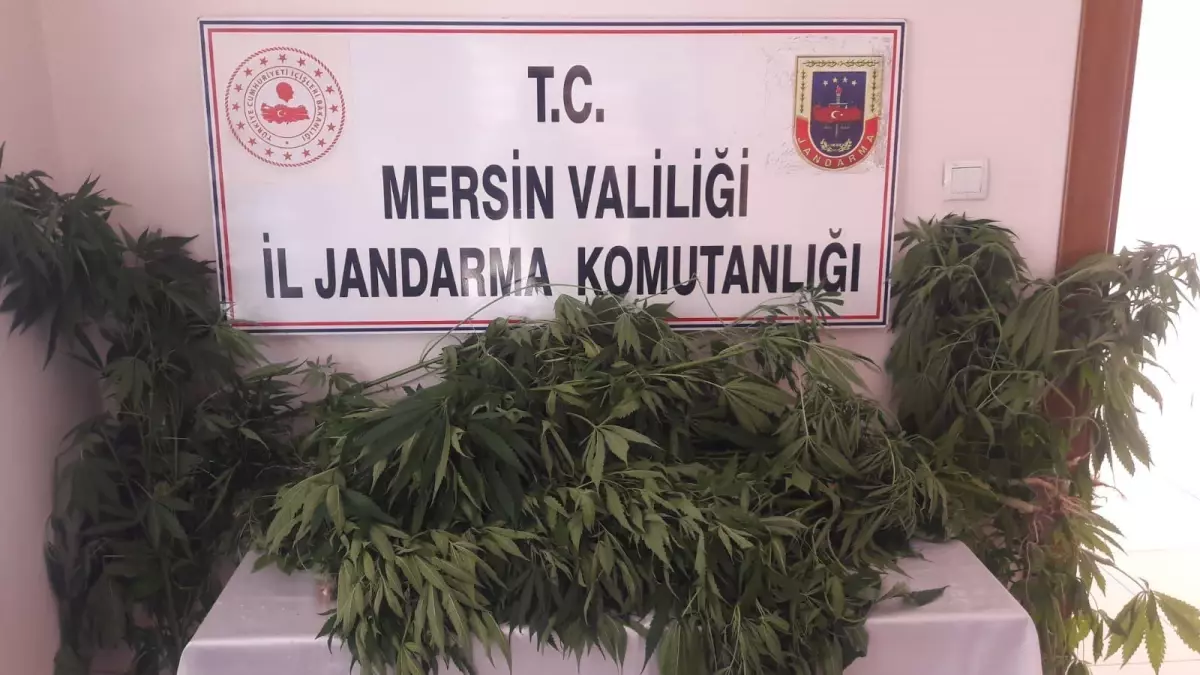 Mersin\'de ev ve bahçelerinde Hint keneviri yetiştiren 3 zanlı yakalandı