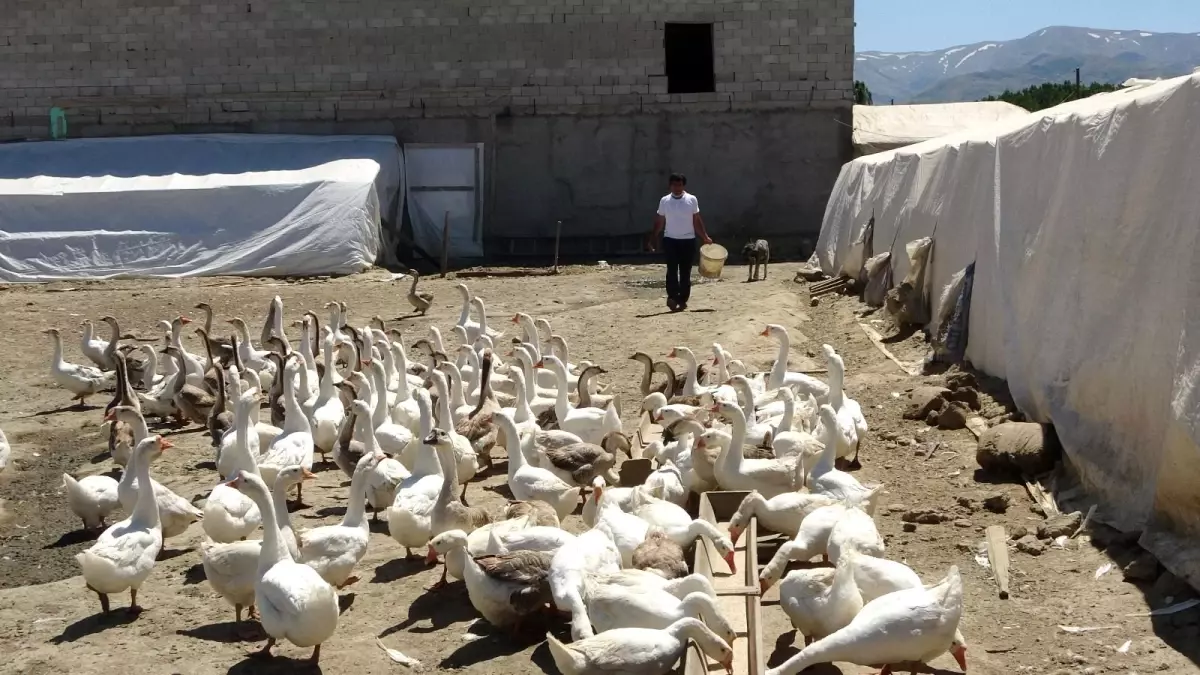 Öğretmenliği bırakıp kaz üretim çiftliği kurdu