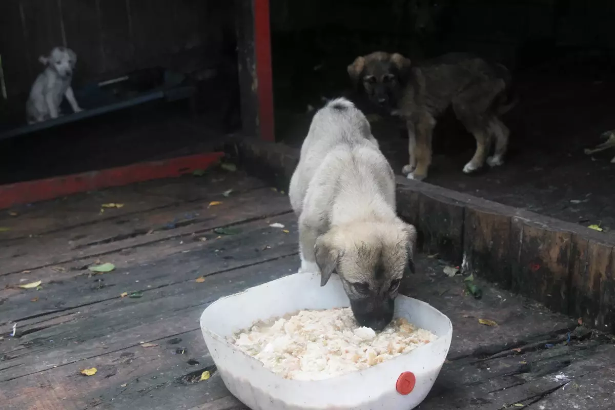 Samsun\'da toplanan yemek artıkları her gün bin sokak hayvanının beslenmesinde kullanılıyor