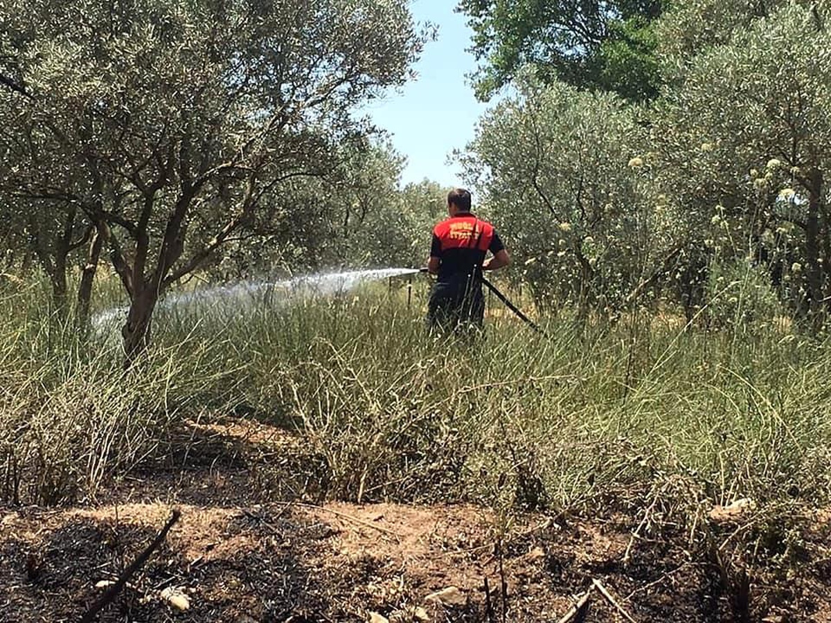 Sece Yaylasında çıkan yangında 40 zeytin ağacı zarar gördü