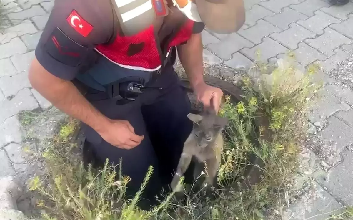 Yağmur suyu drenaj kanalına düşen yavru kediyi jandarma ekipleri kurtardı