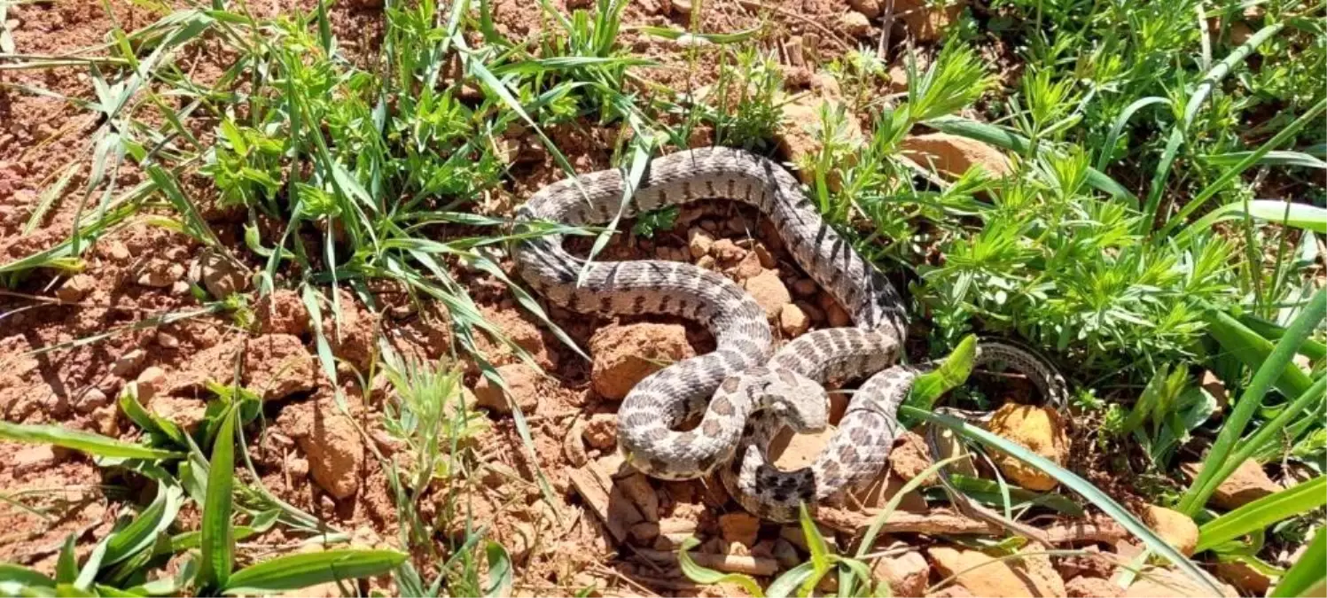 Son dakika haberleri | Yılanın ısırdığı çiftçi hastaneye kaldırıldı