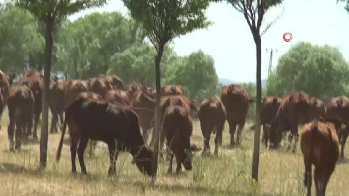 4 bin yıllık geçmişi olan yerli sığır ırkı "Doğu Anadolu kırmızısı" koruma altına alındı