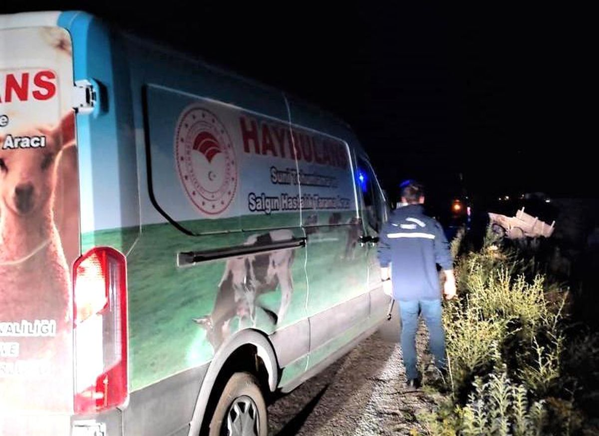 Bayburt\'ta yaralı ata "Haybulans" ile müdahale edildi
