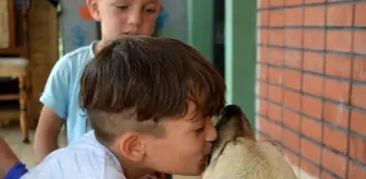 Bu mahallenin köpekleri tertemiz