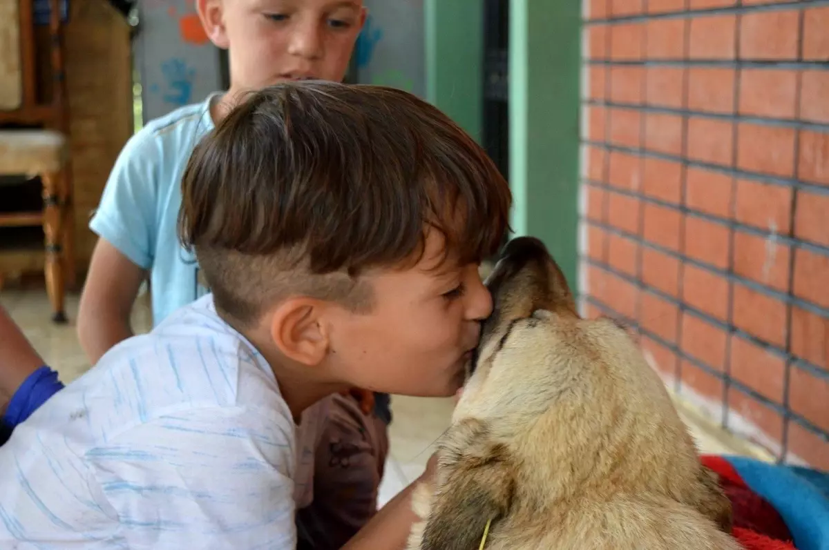 Bu mahallenin köpekleri tertemiz