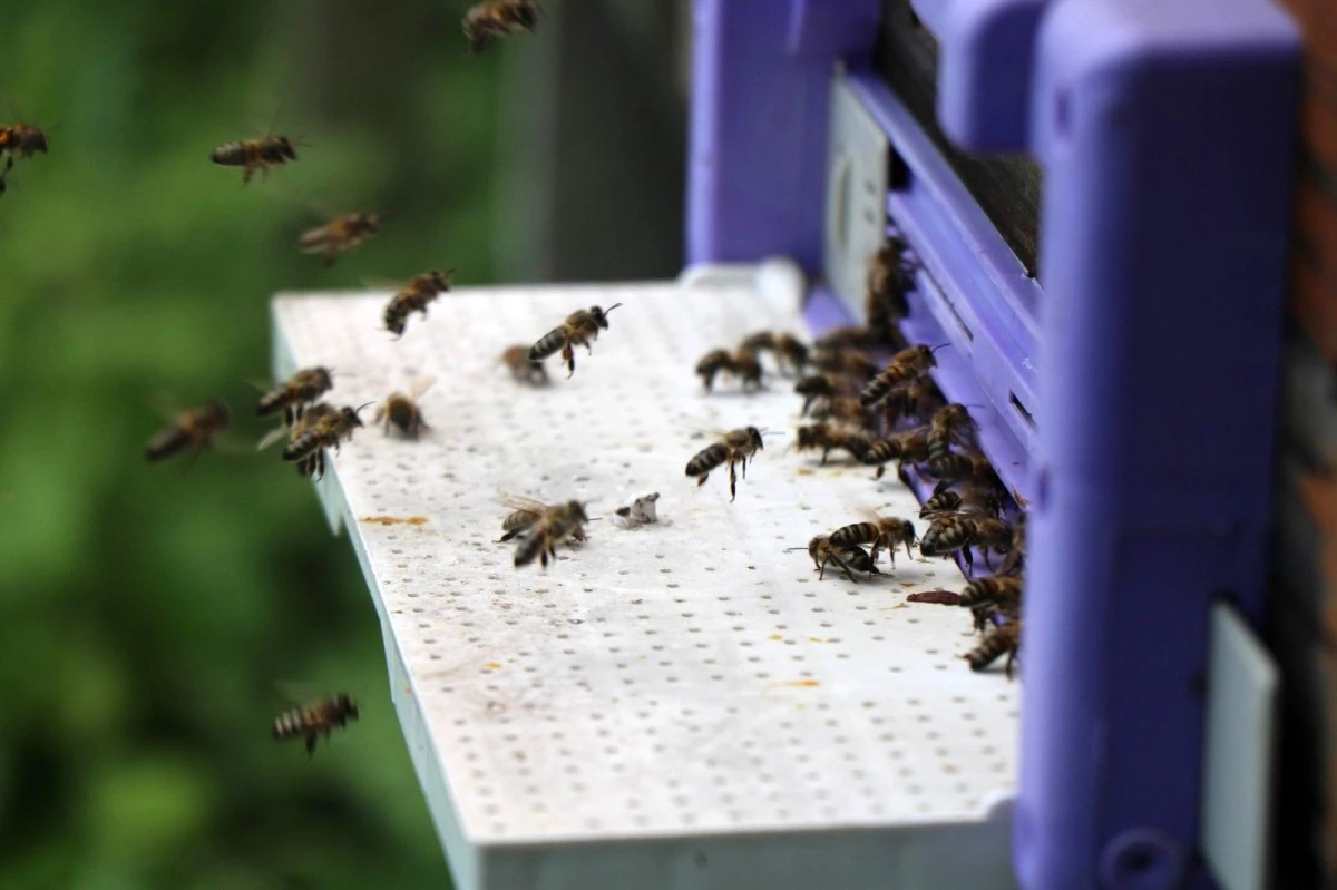 Kafkas ana arıları ilçedeki bal üretimini 3\'e katladı
