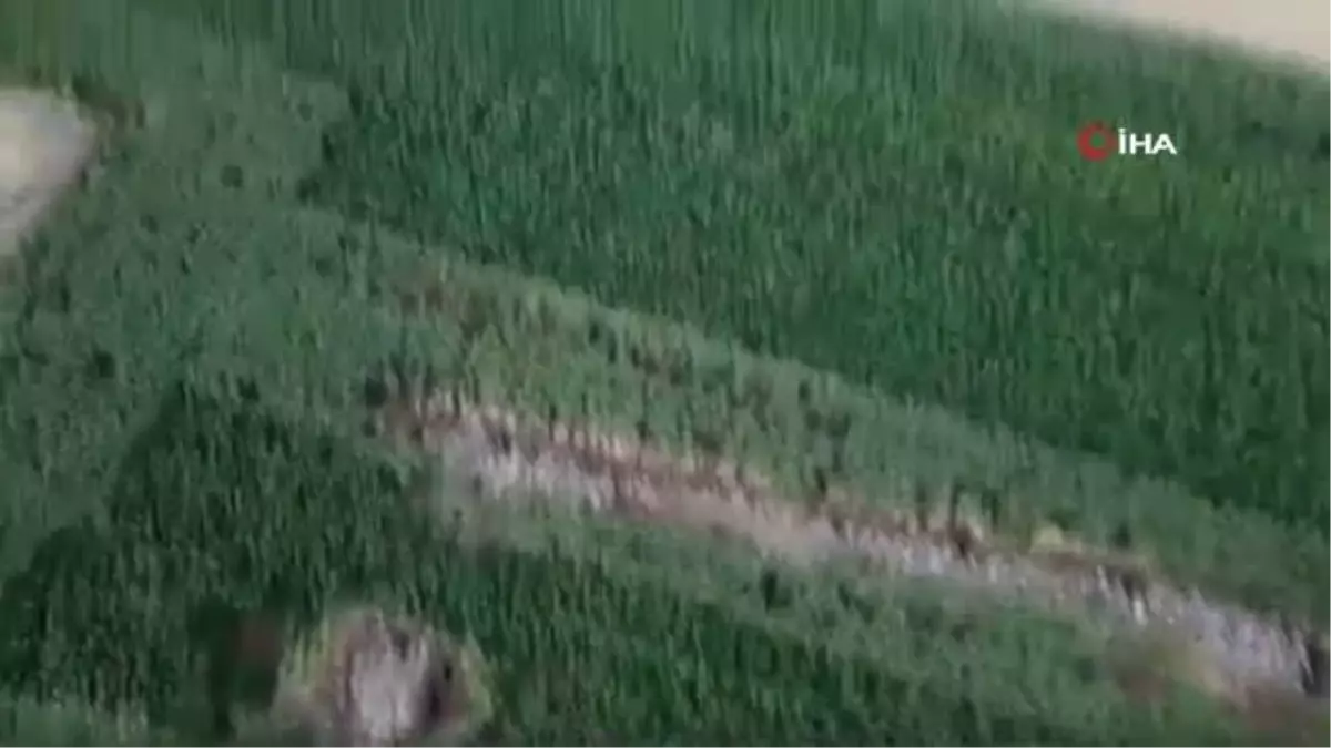 Mısır tarlasında uyuşturucu operasyonu