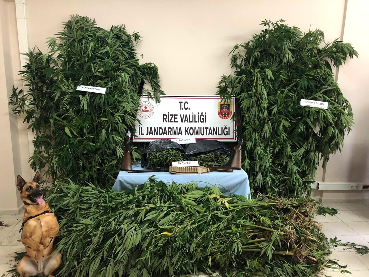 Mısır tarlasının ortasına ekilmiş kenevirler jandarmanın gözünden kaçmadı