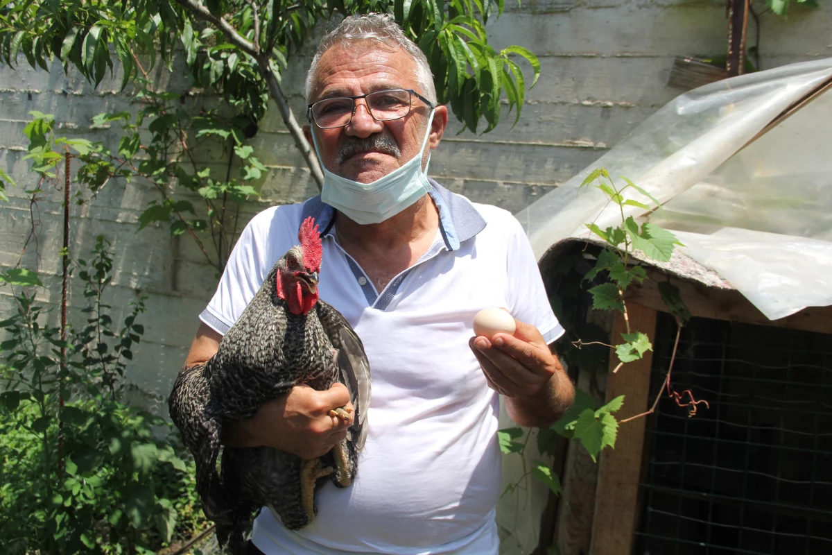 Her sabah öterek sahibini uyandıran horoz, her gün yumurtlamasıyla şaşkınlık yaratıyor