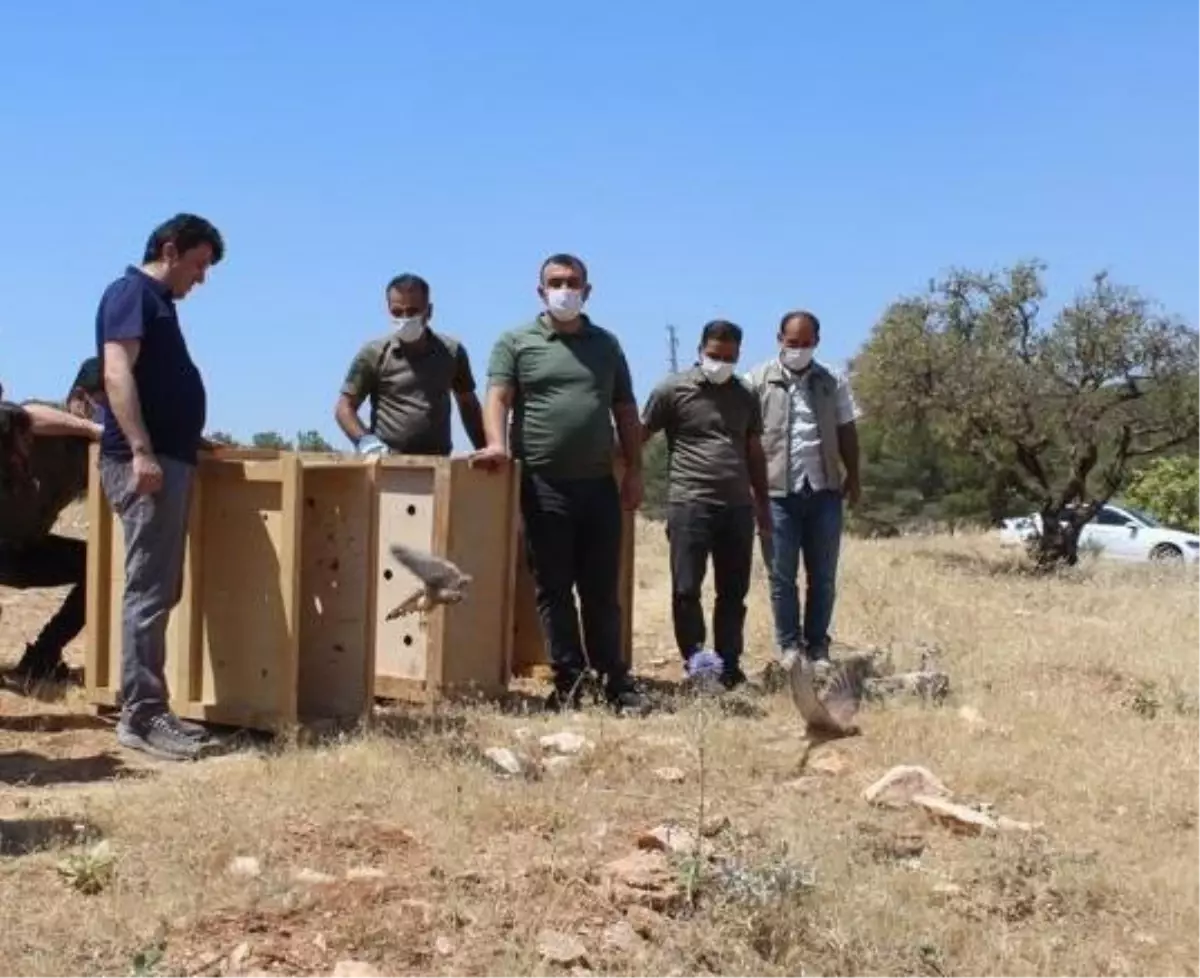 Şanlıurfa\'da tedavileri tamamlanan yabani kuşlar doğaya bırakıldı