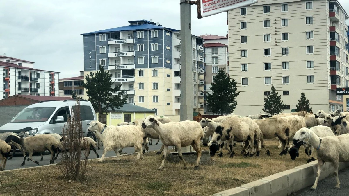 Şehir merkezinde koyun sürüsü görenleri şaşırttı