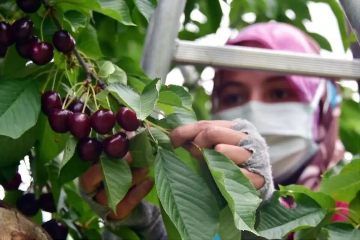 AKŞEHİR KİRAZI, DÜNYA PAZARINDA