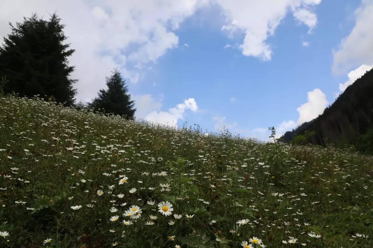 Kaçkar Dağları\'nın zirvesinde bulut denizinin üzerindeki gün batımı ziyaretçileri büyülüyor