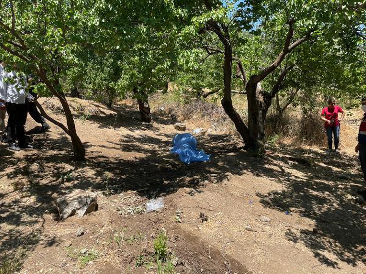 Kayısı toplamaya gitti, bahçede ölü bulundu