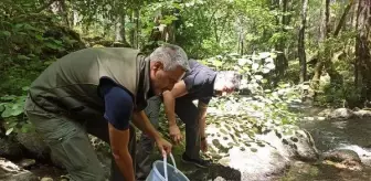 Kazdağları'nda derelere yavru kırmızı benekli alabalıklar bırakıldı