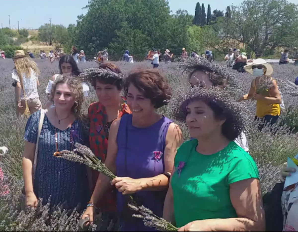 Seferihisar\'da lavanta hasadı ve festivali yapıldı