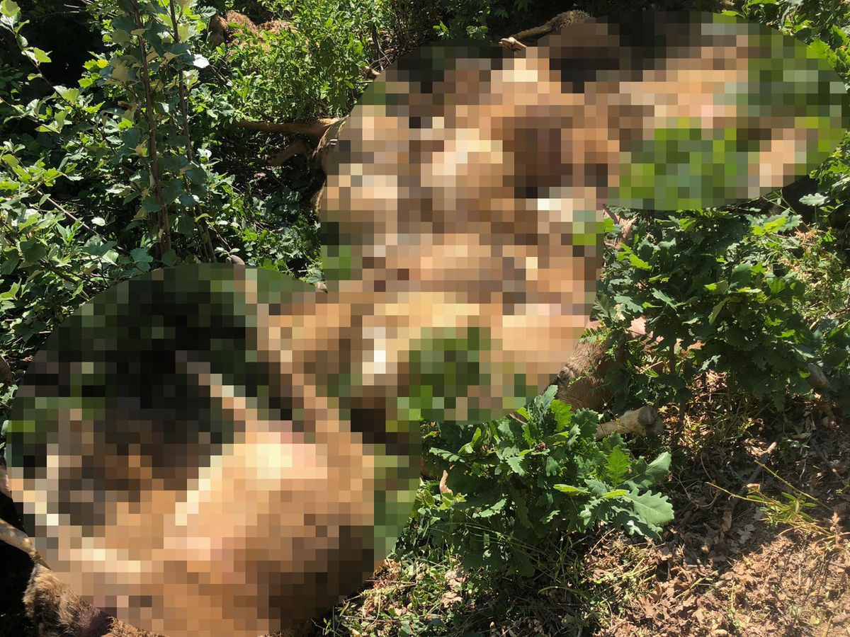 Tunceli\'de uçurumdan atlayan 77 koyun telef oldu