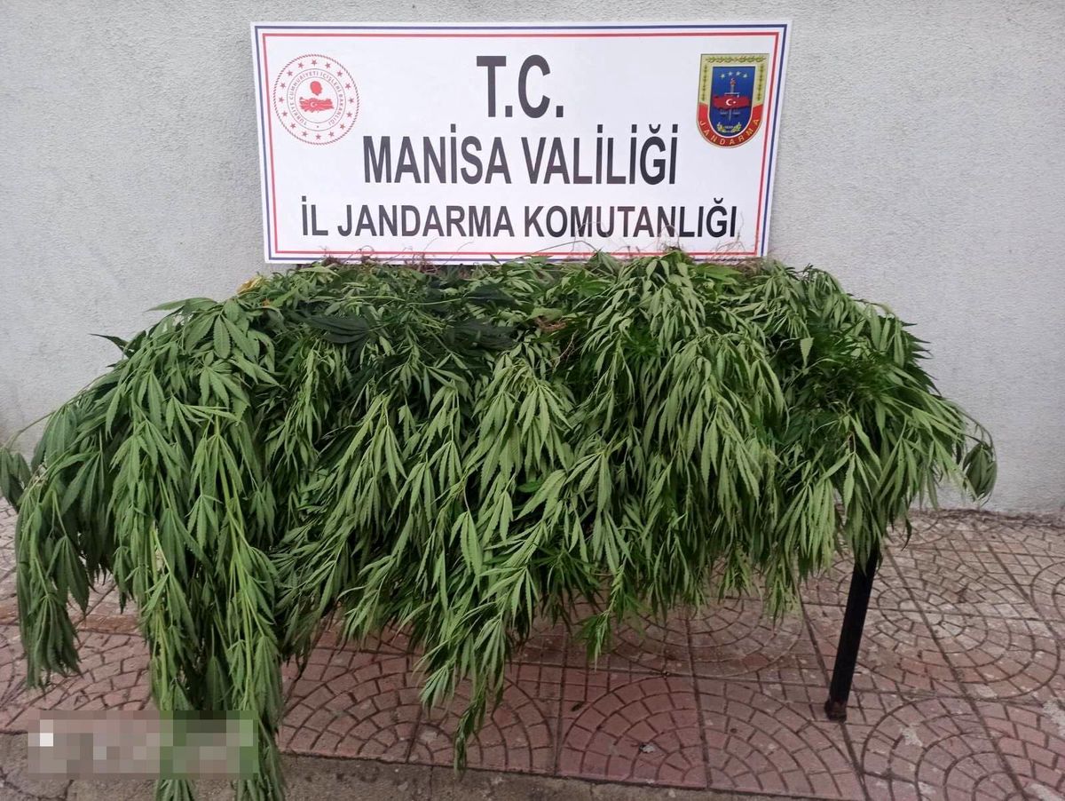 Arazisinde kenevir, evinde esrar ele geçirildi