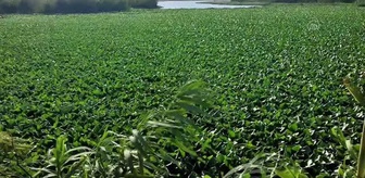 Asi Nehri'nin bir kısmını su sümbülleri kapladı